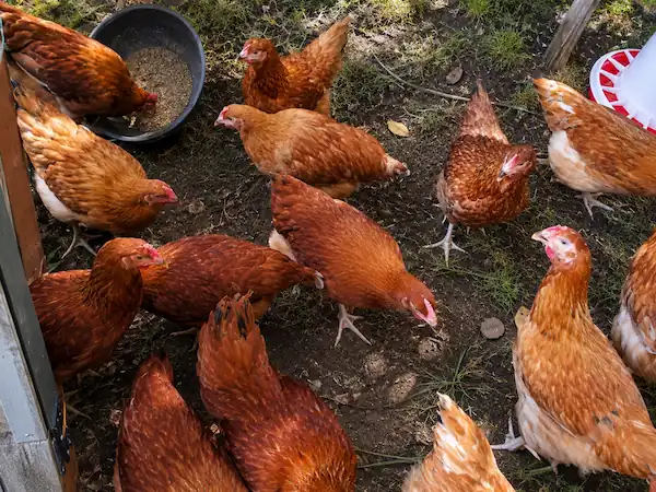 How to Raise Chickens for Eggs: A Practical Beginner's Guide 6 Backyard laying hens foraging in a spacious chicken run with feeders, showing a healthy flock raised for consistent egg production