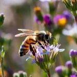 Types of Bees: Stinging, Ground-Nesting & Minnesota Bees 21 a bee foraging on a wildflower, showing detailed body hairs, pollen on its legs, and translucent wings