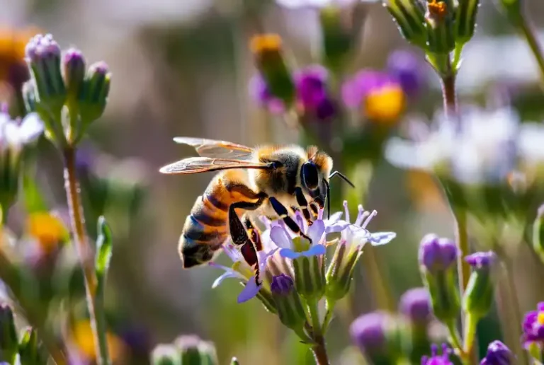 a bee foraging on a wildflower, showing detailed body hairs, pollen on its legs, and translucent wings