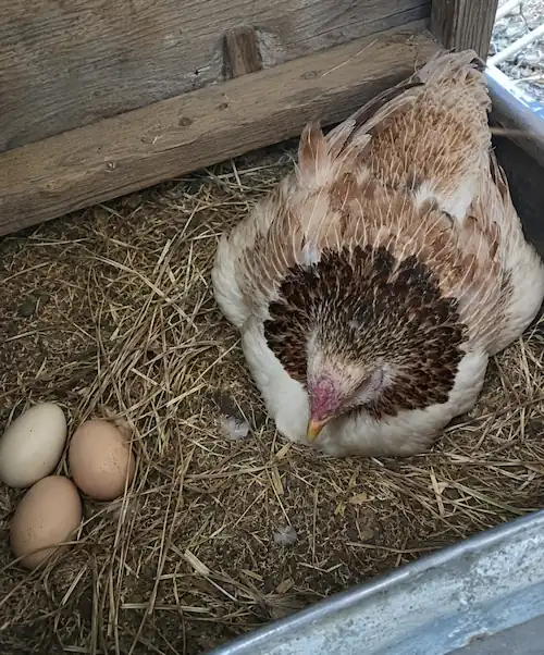 How to Raise Chickens for Eggs: A Practical Beginner's Guide 4 Broody hen sitting on eggs in a straw-lined nesting box inside a chicken coop before hatching.