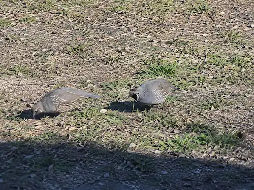 Types of Quail: 7 Quail Breeds for Eggs, Meat & Aviaries 12 Male and female California quail foraging on a grassy field in a natural outdoor habitat