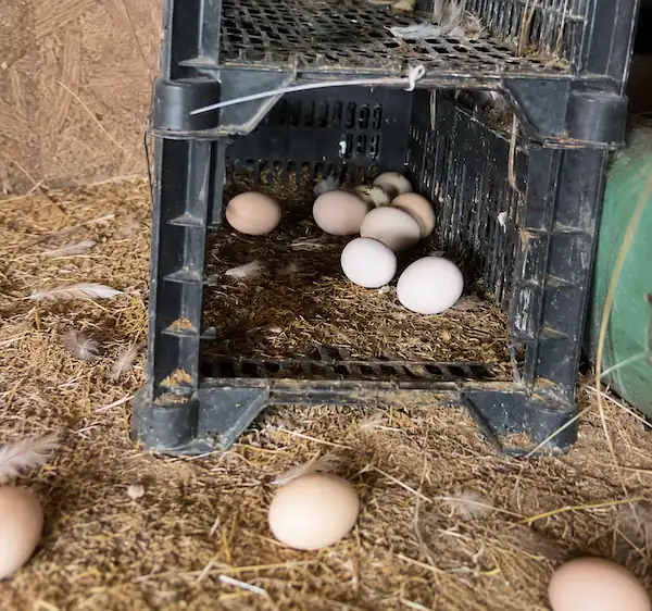 How to Raise Chickens for Eggs: A Practical Beginner's Guide 5 Freshly laid chicken eggs inside a rustic nesting box in a backyard chicken coop with natural straw bedding