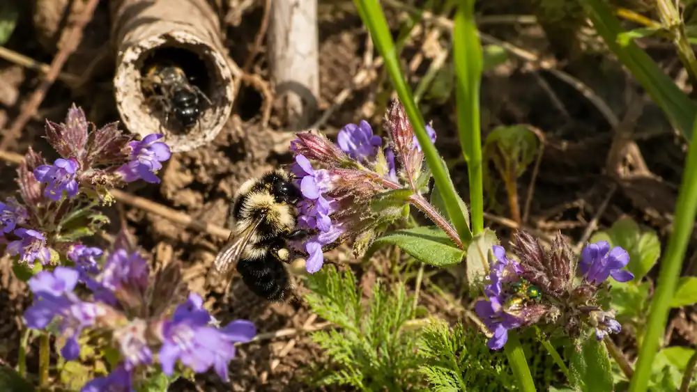 Types of Bees: Stinging, Ground-Nesting & Minnesota Bees 3 A bumblebee feeding on purple wildflowers, a metallic green sweat bee resting on a nearby blossom, and a mason bee entering a hollow plant stem in a natural meadow garden habitat with native flowers, grasses, and bare soil on a sunny spring day