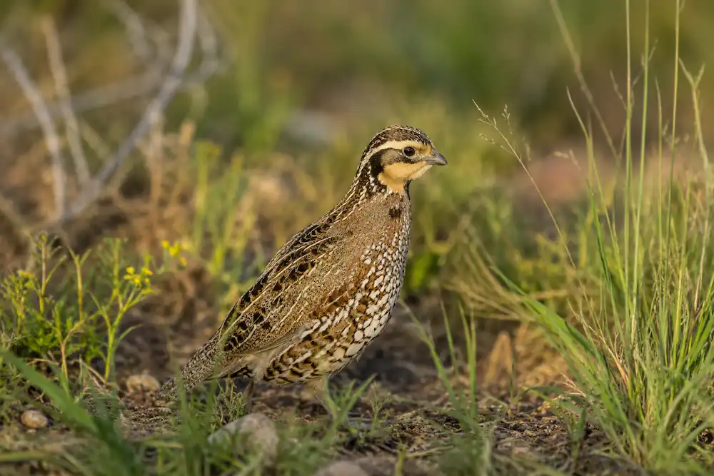 Northern Bobwhite Quail Care: Housing, Feeding & Breeding 4 Female Northern Bobwhite quail standing in a natural grassland habitat with native vegetation and soft golden light in the background