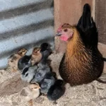 Beginner's Guide to Raising Chickens at Home 1 Mother hen caring for newly hatched chicks in a wooden chicken coop
