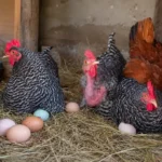 How to Raise Chickens for Eggs: A Practical Beginner's Guide 1 Backyard hens sitting on eggs in a straw-lined nesting box inside a rustic chicken coop during the egg-laying period