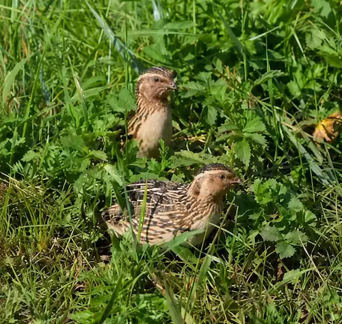 Types of Quail: 7 Quail Breeds for Eggs, Meat & Aviaries 8 Two Japanese Coturnix quail foraging among green grass and wild plants in a natural field habitat on a sunny day