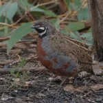 Types of Quail: 7 Quail Breeds for Eggs, Meat & Aviaries 6 King quail standing on a natural forest floor with leaf litter, branches, and native vegetation in the background
