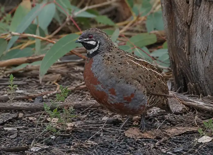 Types of Quail: 7 Quail Breeds for Eggs, Meat & Aviaries 14 King quail standing on a natural forest floor with leaf litter, branches, and native vegetation in the background