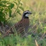 Northern Bobwhite Quail Care: Housing, Feeding & Breeding 6 Male Northern Bobwhite quail standing among native grasses and brush in a natural habitat, showing its distinctive white throat and bold black-and-white facial markings