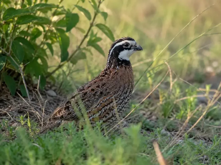 Male Northern Bobwhite quail standing among native grasses and brush in a natural habitat, showing its distinctive white throat and bold black-and-white facial markings