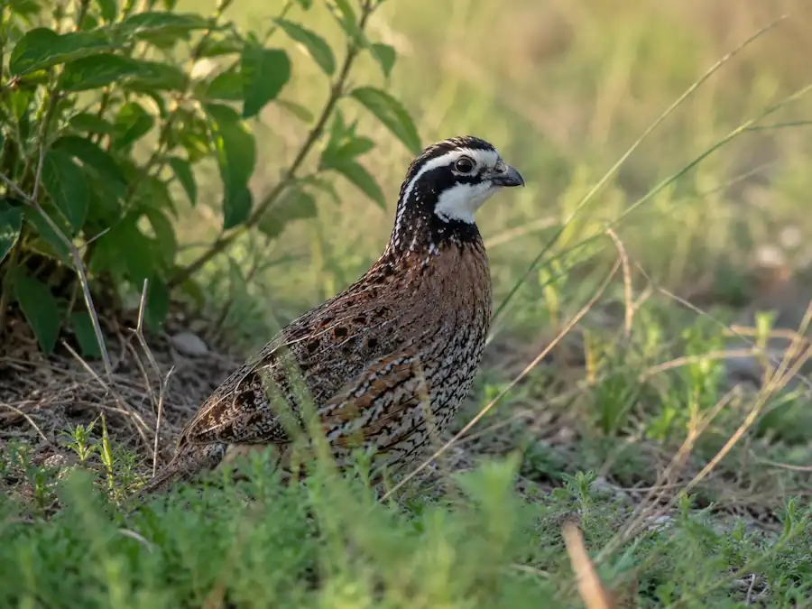 Northern Bobwhite Quail Care: Housing, Feeding & Breeding