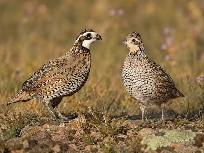Northern Bobwhite Quail Care: Housing, Feeding & Breeding 3 Side-by-side comparison of a male and female Northern Bobwhite Quail in a natural grassland setting, with the male on the left displaying bold white facial markings and the female on the right showing a buff-colored face and lighter patterning