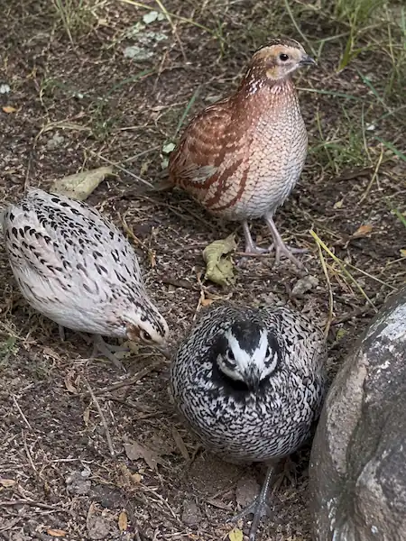 Types of Quail: 7 Quail Breeds for Eggs, Meat & Aviaries 11 Northern Bobwhite quail foraging on a natural woodland floor with leaf litter, soil, and low vegetation
