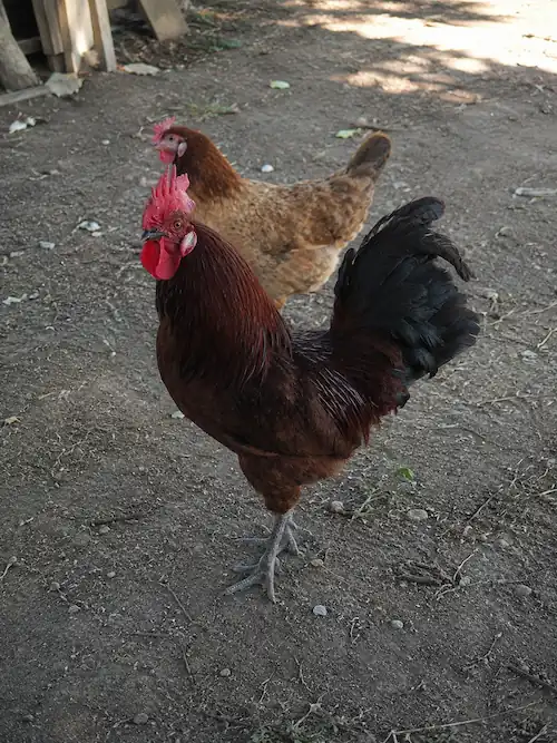 Beginner's Guide to Raising Chickens at Home 8 my rooster and hen standing together in our backyard chicken flock during free-range time