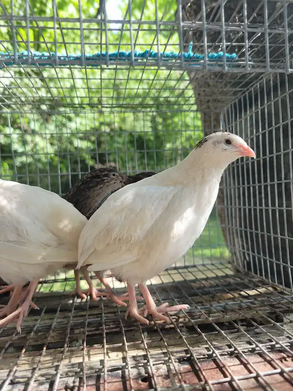Types of Quail: 7 Quail Breeds for Eggs, Meat & Aviaries 9 Texas A&M White Coturnix quail standing inside an outdoor wire enclosure with natural sunlight and green foliage in the background