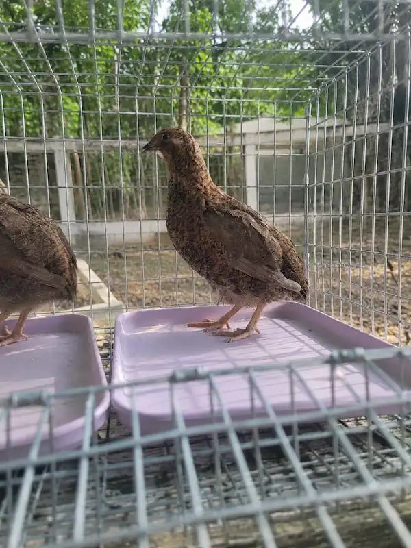 Types of Quail: 7 Quail Breeds for Eggs, Meat & Aviaries 10 Tibetan Coturnix quail standing in a wire enclosure with natural daylight and a softly blurred outdoor garden background