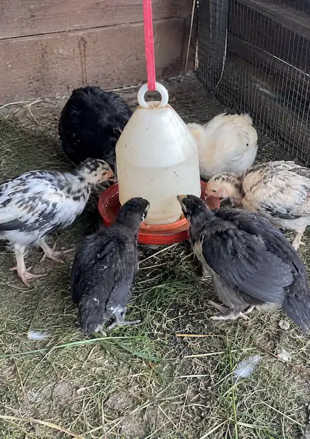 Beginner's Guide to Raising Chickens at Home 7 Group of growing chicks gathered around a hanging water dispenser in a coop