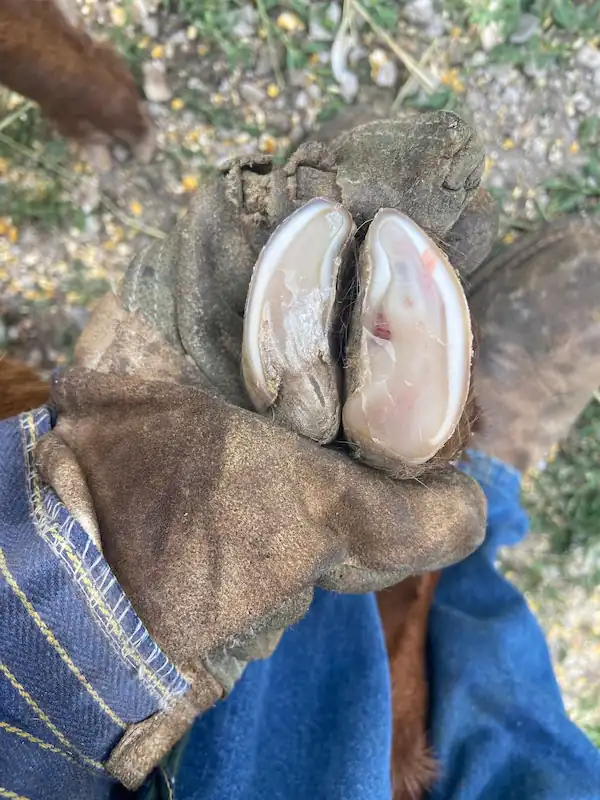 Best Goat Hoof Trimmers: Top Picks & Buying Guide 6 Freshly trimmed goat hoof showing proper hoof shape after trimming