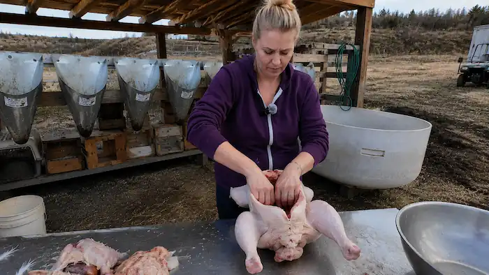 How to Raise Chickens for Meat & Process Them at Home 10 Backyard chicken keeper removing the internal organs from a meat chicken on a clean outdoor processing table during the evisceration step of chicken processing