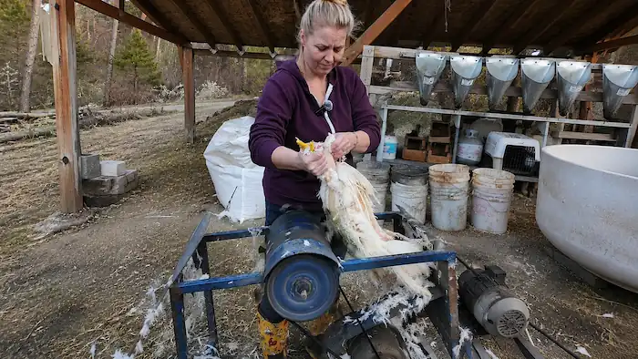 How to Raise Chickens for Meat & Process Them at Home 9 Backyard chicken keeper removing feathers from a meat chicken with a mechanical plucker during the chicken processing process on a small homestead