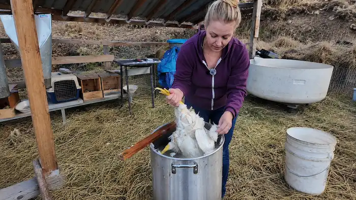 How to Raise Chickens for Meat & Process Them at Home 8 Backyard chicken keeper checking the scald on a meat chicken in a hot water pot before plucking during the chicken processing process