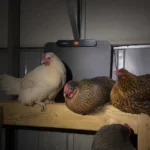 Best Chicken Coop Heaters for Safe Winter Warmth 1 Hens roosting beside a flat-panel radiant chicken coop heater inside a coop at night, providing safe supplemental warmth during cold winter weather.