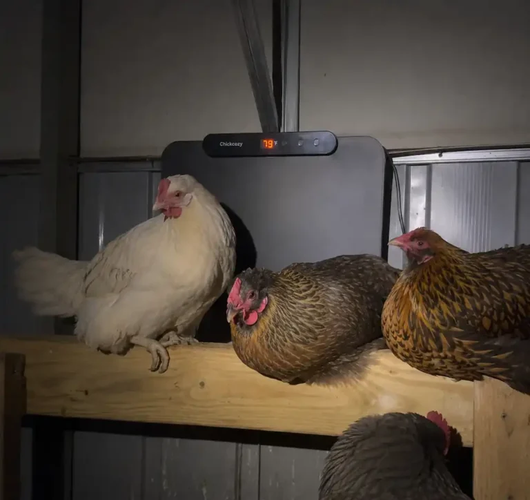 Hens roosting beside a flat-panel radiant chicken coop heater inside a coop at night, providing safe supplemental warmth during cold winter weather.