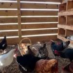 How to Raise Chickens for Meat & Process Them at Home 1 Healthy backyard chickens foraging inside a clean wooden chicken coop with nesting boxes and fresh eggs in a rustic homestead setting