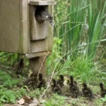 Wood Duck Nesting Boxes: Reviews, DIY Plans & Buying Guide 11 Hen wood duck peeking from a nest box as ducklings gather below near a pond