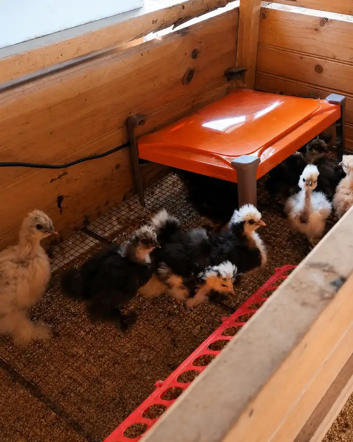 Best Chicken Coop Heaters for Safe Winter Warmth 5 Young chicks gathered beneath a Sweeter Infrared Heater inside a wooden brooder, showing a safe overhead radiant heating setup that provides gentle warmth without using a traditional heat lamp.