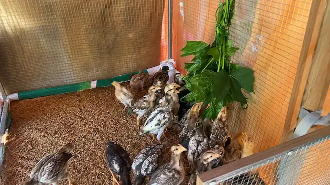 How to Raise Chickens for Meat & Process Them at Home 6 Young chicks pecking at fresh leafy greens inside a clean brooder with wood shavings, showing healthy early feeding and enrichment
