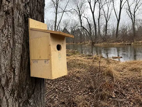 Wood Duck Nesting Boxes: Reviews, DIY Plans & Buying Guide 8 Wood duck nesting box mounted on a tree beside a wetland in early spring
