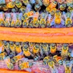 Best Bee Feed: 6 Options for Healthy Honey Bees 25 Honey bees gathering around a soya bean bee feed patty placed across hive frames inside a beehive.