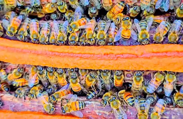 Best Bee Feed: 6 Options for Healthy Honey Bees 9 Honey bees gathering around a soya bean bee feed patty placed across hive frames inside a beehive.