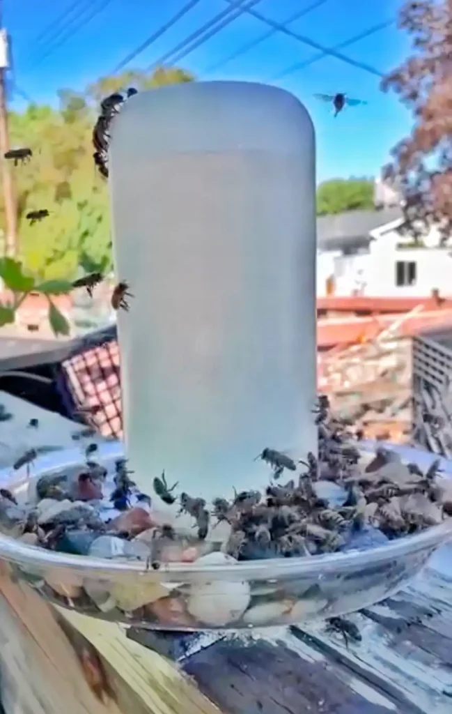 5 Best Bee Feeders: Reviews, Comparisons & Buying Guide 12 DIY bucket bee feeder installed on top of a beehive for feeding honey bees