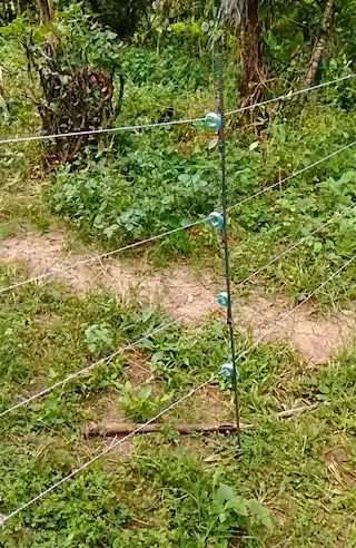 Best Electric Fence for Goats: Types, Setup & Buying Tips 5 Electric fence for goats with multiple polywire strands and insulators in a grassy wooded area