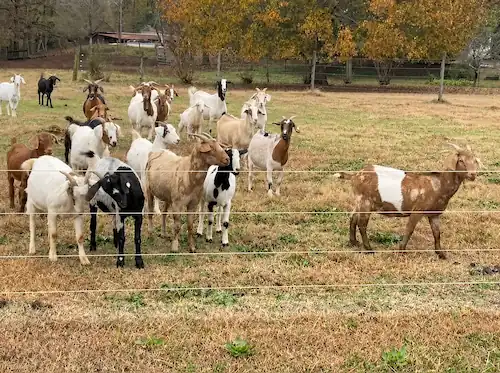 Best Electric Fence for Goats: Types, Setup & Buying Tips 7 Electric fence containing a herd of goats in a pasture