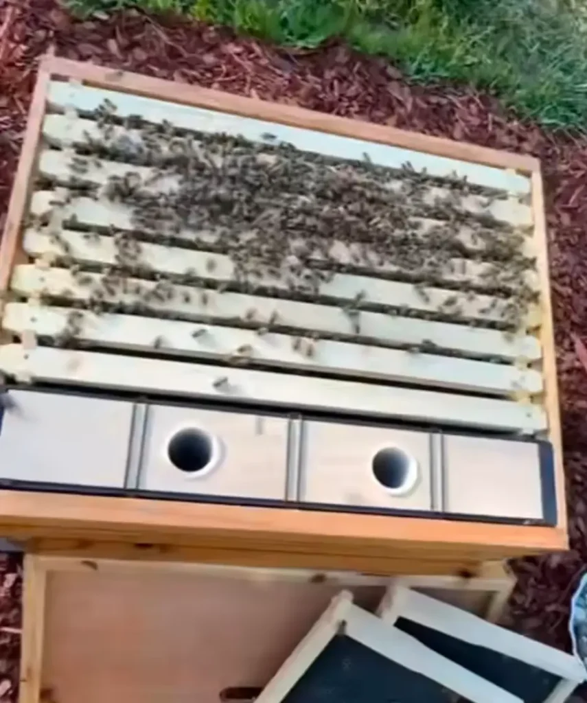 5 Best Bee Feeders: Reviews, Comparisons & Buying Guide 7 Frame bee feeder fitted inside a hive with honey bees around the feeder