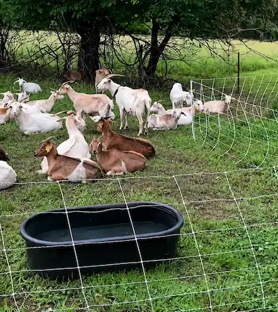 Best Electric Fence for Goats: Types, Setup & Buying Tips 8 Goats grazing beside a portable electric net fence in a grassy pasture