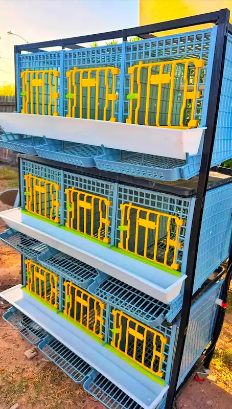 Best Quail Cages: Buy the Right Cage for Your Flock 6 Elevated wooden hutch-style quail cage with wire mesh compartments and nesting boxes