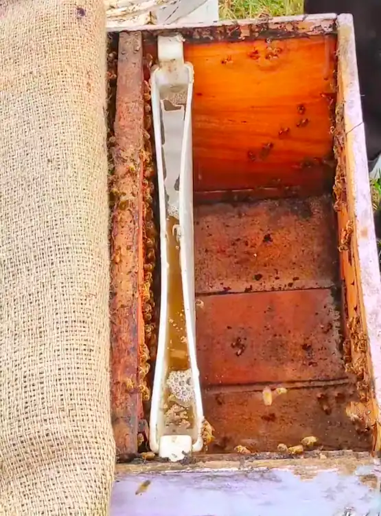 Best Bee Feed: 6 Options for Healthy Honey Bees 8 Sugar water feeder installed inside a beehive, providing supplemental syrup feed for honey bees during periods of low nectar availability.