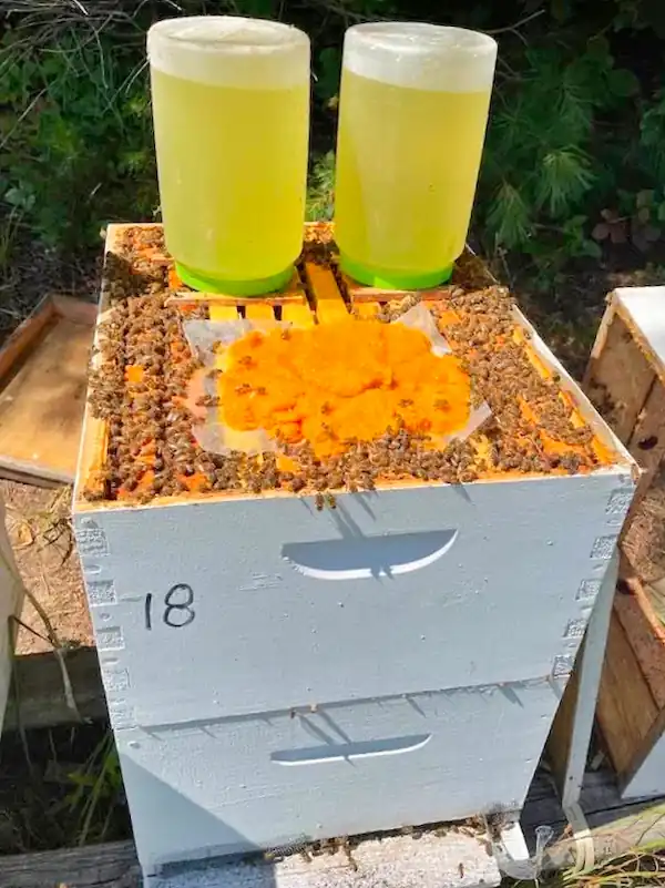 Best Bee Feed: 6 Options for Healthy Honey Bees 10 Beehive with top feeders containing syrup and an orange bee feed supplement for colony nutrition.