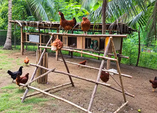 9 Best Chicken Toys for Coops + DIY Ideas 8 Chickens using wooden roosting perches around a raised outdoor chicken coop in a tropical backyard