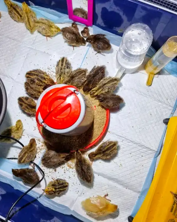 Top 5 Best Quail Brooders for Quail Chicks & DIY Options 14 Baby quail chicks gathered around a feeder inside a brooder with water bottles and absorbent floor lining.