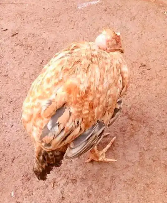 Chicken Diseases: Symptoms, Treatment & Prevention 9 Chicken showing signs of illness with ruffled feathers, lowered posture, and weakness