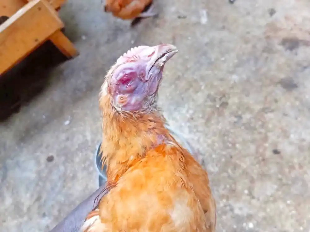 Chicken Diseases: Symptoms, Treatment & Prevention 7 Chicken with a swollen face and eye showing visible signs of illness