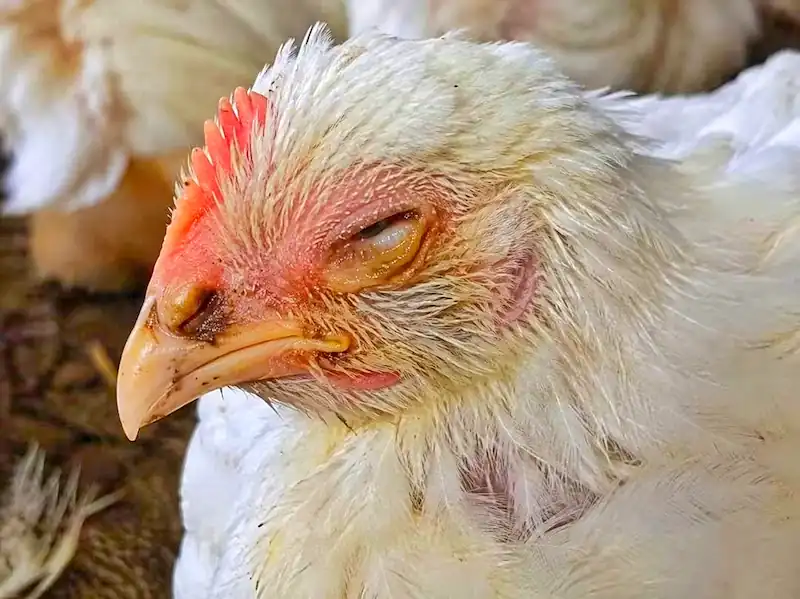 Chicken Diseases: Symptoms, Treatment & Prevention 10 Chicken with a swollen, crusty eye showing signs of an eye infection