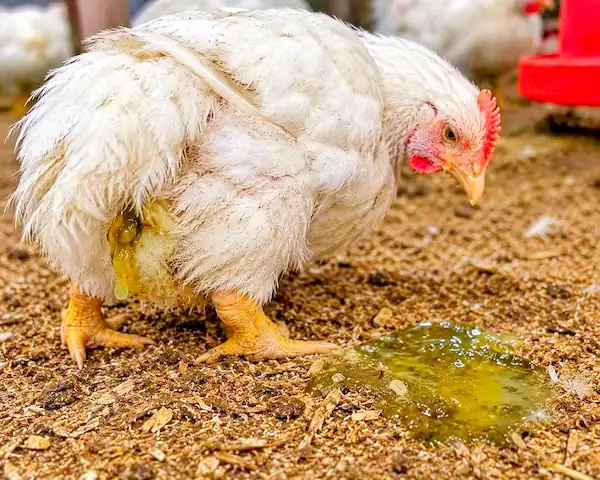 Chicken Diseases: Symptoms, Treatment & Prevention 6 Sick white chicken with green watery droppings and soiled feathers around the vent