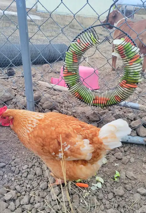 9 Best Chicken Toys for Coops + DIY Ideas 10 a brown chicken playing with ring toy